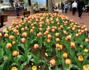 Tulips on Pearl